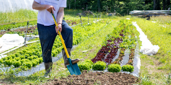Cum să pregătești și să întreții grădina de legume
